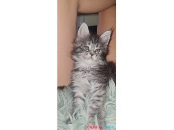 Maine Coon mačići
