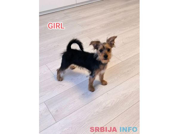&Scaron;tenci jorki terijera