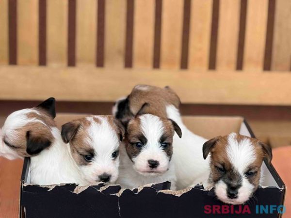 Oštrodlaki Džek Rasel terijer (Jack Russell Terrier) štenci