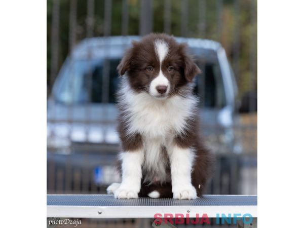 Border Collie štenci
