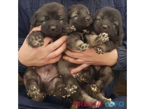 &Scaron;tenci kavkaskog ovcara - novo leglo
