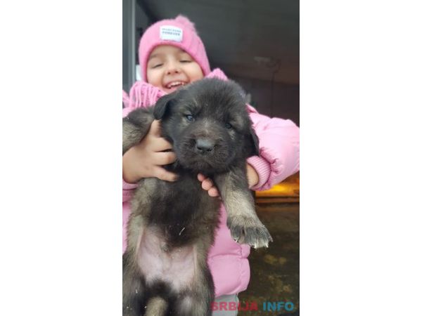 &Scaron;tenci kavkaskog ovcara - novo leglo