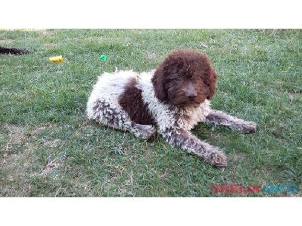 &Scaron;tenad Lagotto Romagnolo