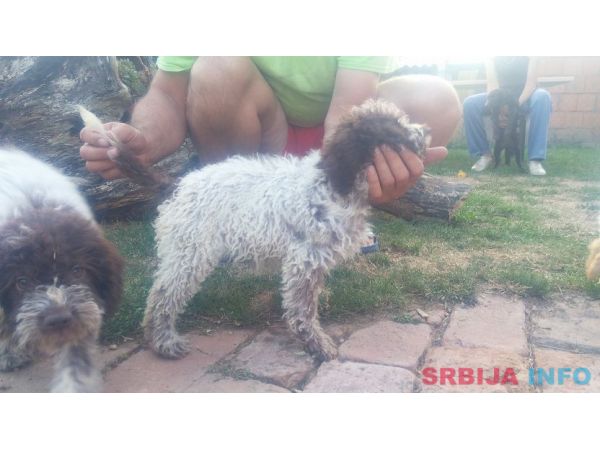 &Scaron;tenad Lagotto Romagnolo