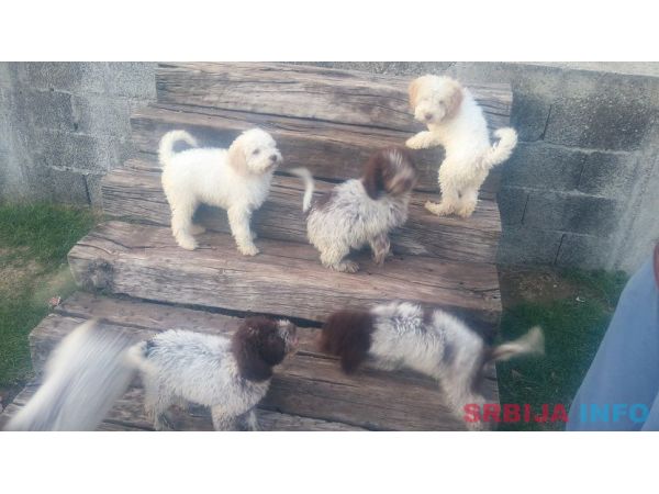 &Scaron;tenad Lagotto Romagnolo