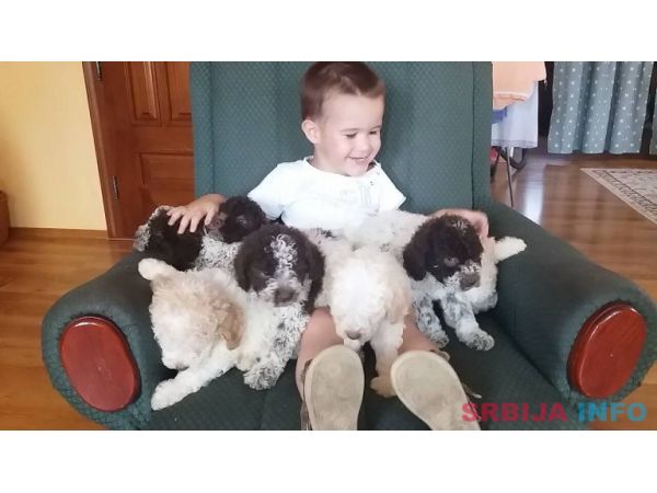 &Scaron;tenad Lagotto Romagnolo