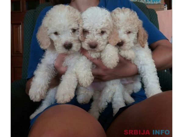&Scaron;tenad Lagotto Romagnolo