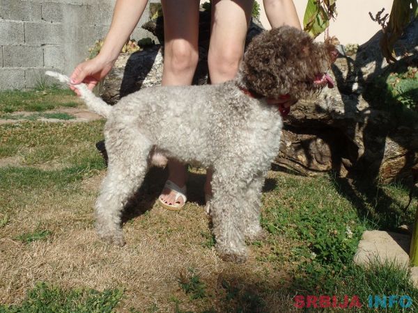 &Scaron;tenad Lagotto Romagnolo