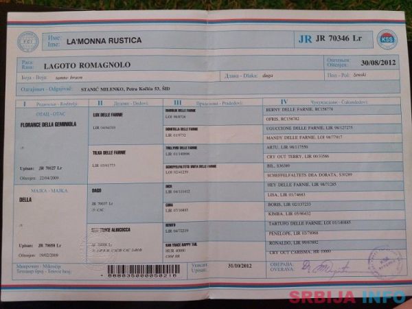 &Scaron;tenad Lagotto Romagnolo