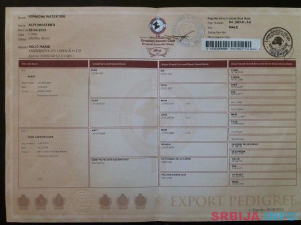 &Scaron;tenad Lagotto Romagnolo