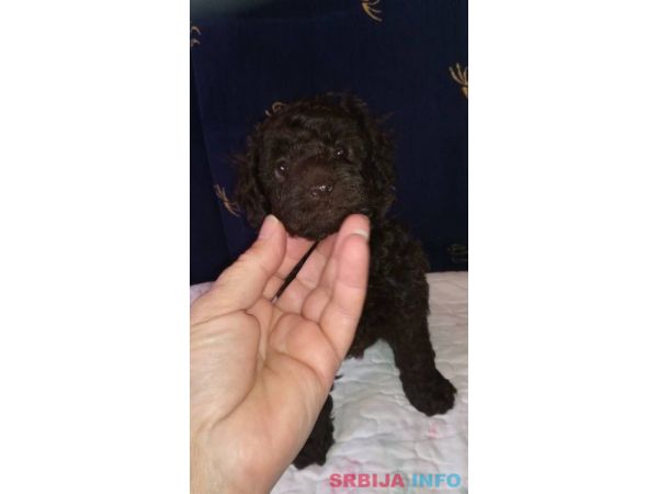 Patuljaste pudle &scaron;tenci