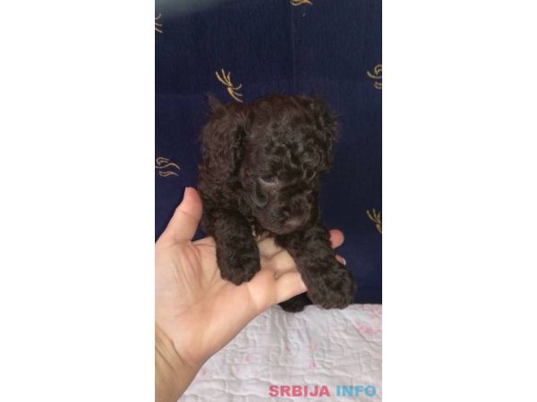 Patuljaste pudle &scaron;tenci