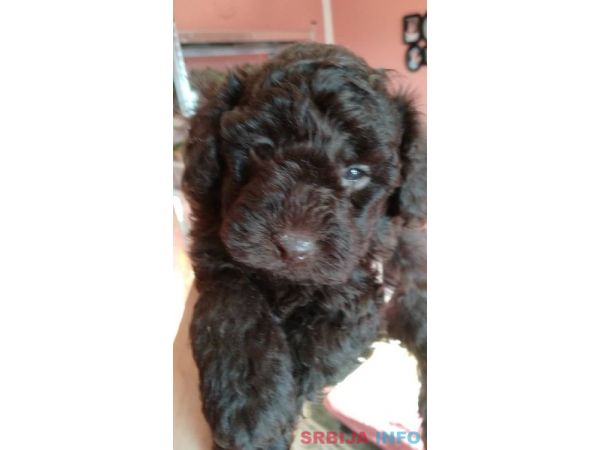 Patuljaste pudle &scaron;tenci