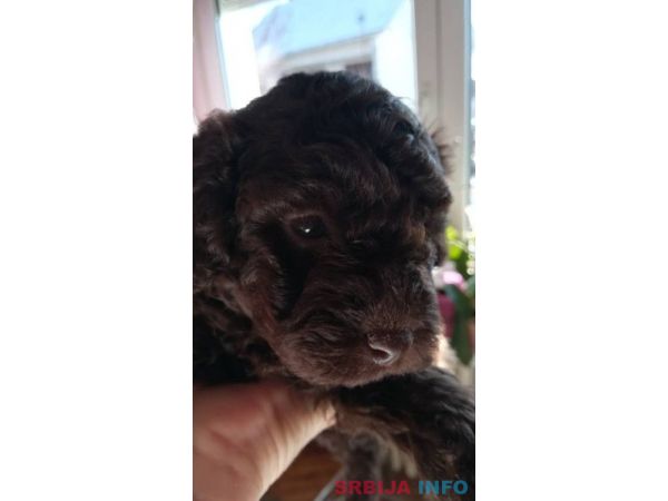 Patuljaste pudle &scaron;tenci