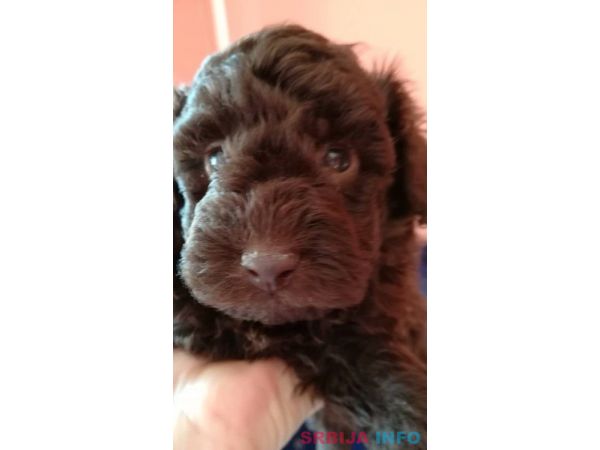 Patuljaste pudle &scaron;tenci