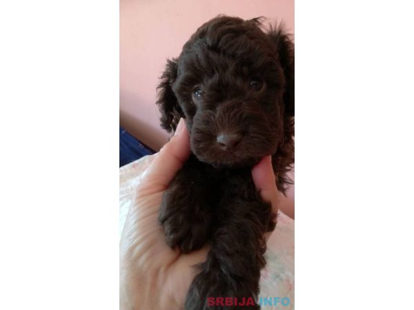 Patuljaste pudle &scaron;tenci