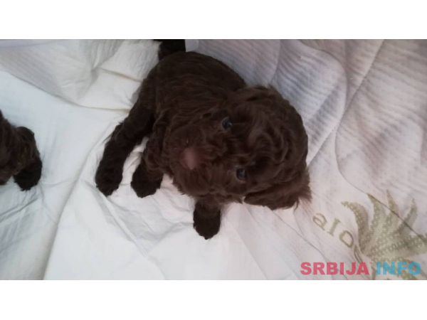 Patuljaste pudle &scaron;tenci