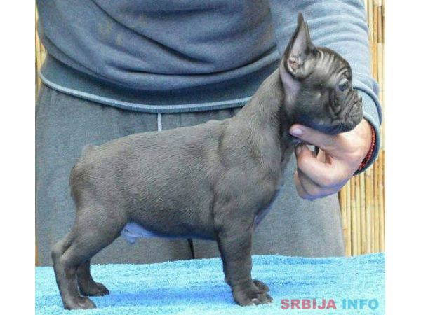 Francuski BULDOG - vrhunski stenci