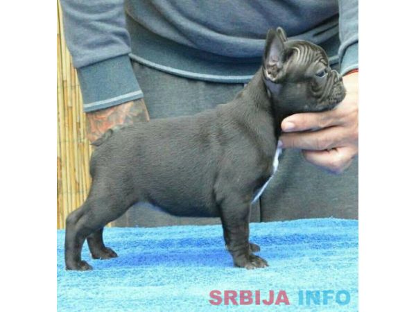 Francuski BULDOG - vrhunski stenci