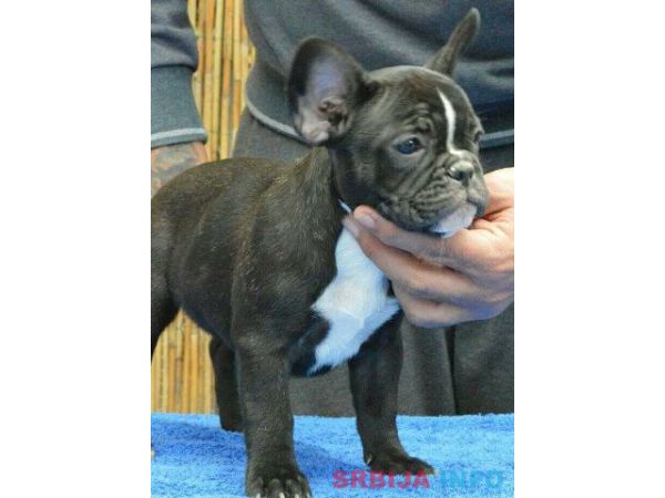 Francuski BULDOG - vrhunski stenci