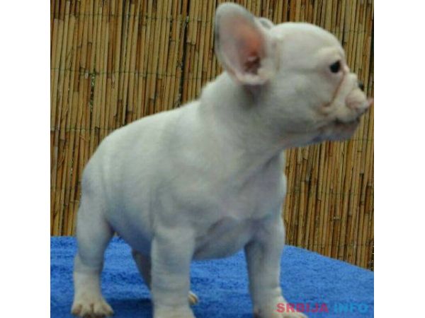 Francuski BULDOG - vrhunski stenci