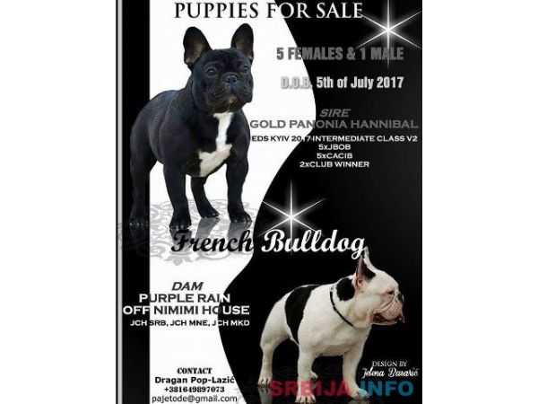 Francuski BULDOG - vrhunski stenci