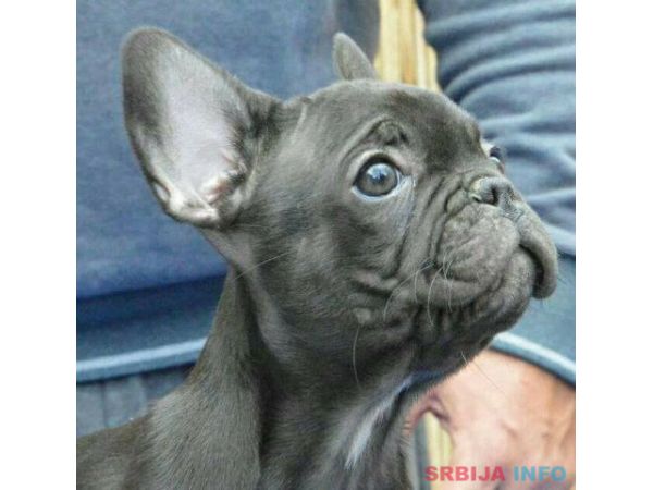 Francuski BULDOG - vrhunski stenci