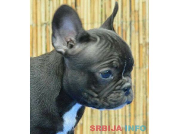 Francuski BULDOG - vrhunski stenci