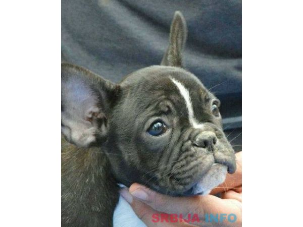 Francuski BULDOG - vrhunski stenci