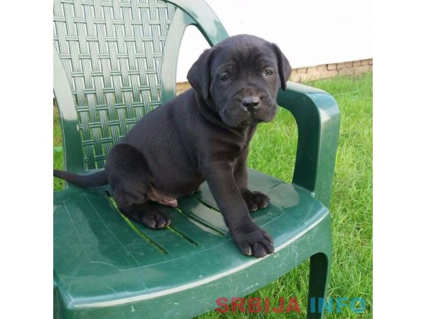 Kane korso &scaron;tenci na prodaju