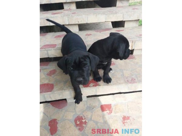 Kane korso &scaron;tenci na prodaju