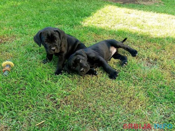 Kane korso &scaron;tenci na prodaju