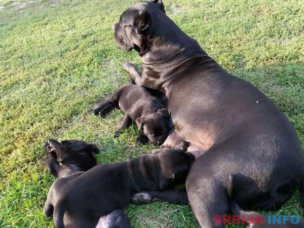 Kane korso &scaron;tenci na prodaju