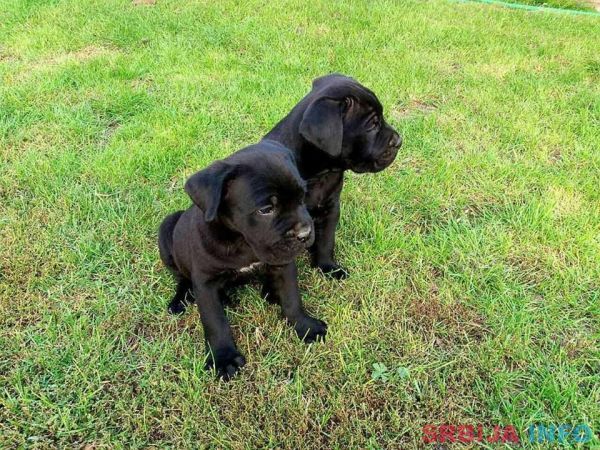 Kane korso &scaron;tenci na prodaju