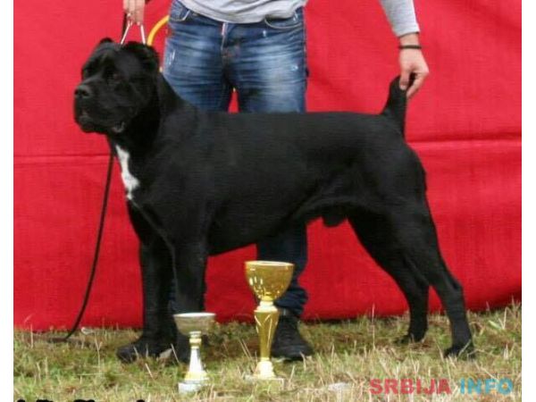 Kane korso &scaron;tenci na prodaju