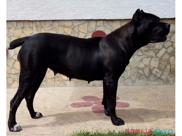 Kane korso &scaron;tenci na prodaju