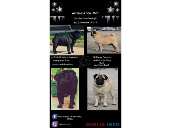 Mops &scaron;tenci na prodaju