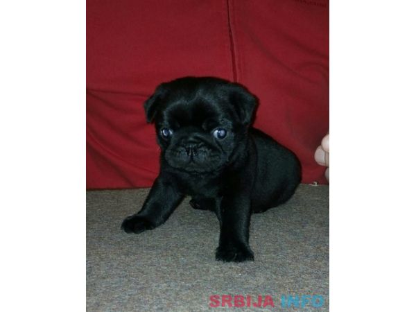 Mops &scaron;tenci na prodaju