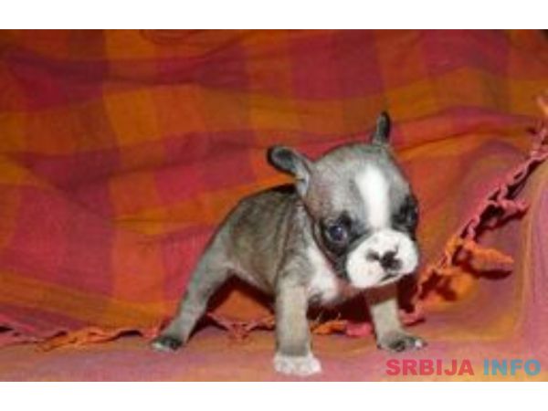 Francuski buldog &scaron;tenci