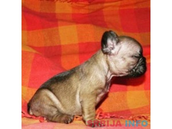 Francuski buldog &scaron;tenci