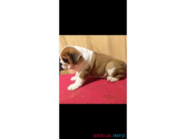 Engleski buldog &scaron;tenci