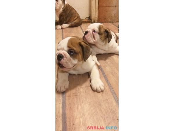 Engleski buldog &scaron;tenci