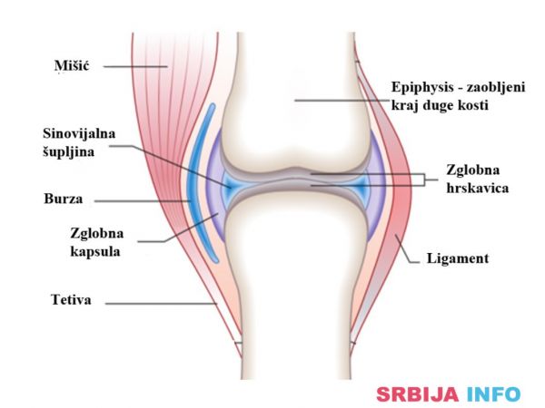 Obratite pažnju! ZELENOUSNA &Scaron;KOLJKA NOVI SAD