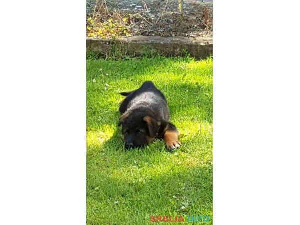 Nemački ovčar &scaron;tenci