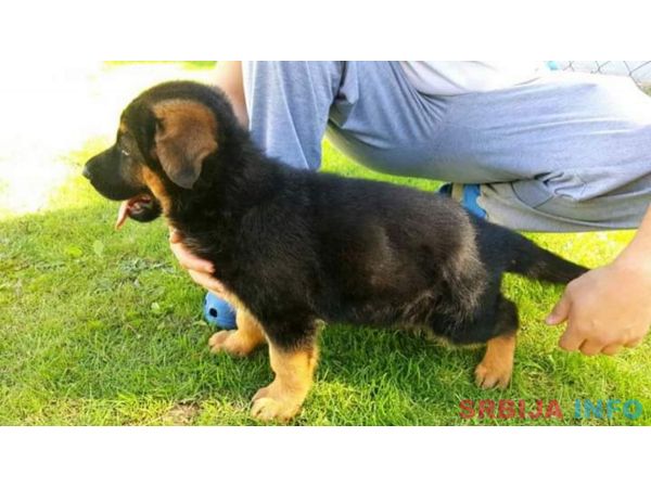 Nemački ovčar &scaron;tenci