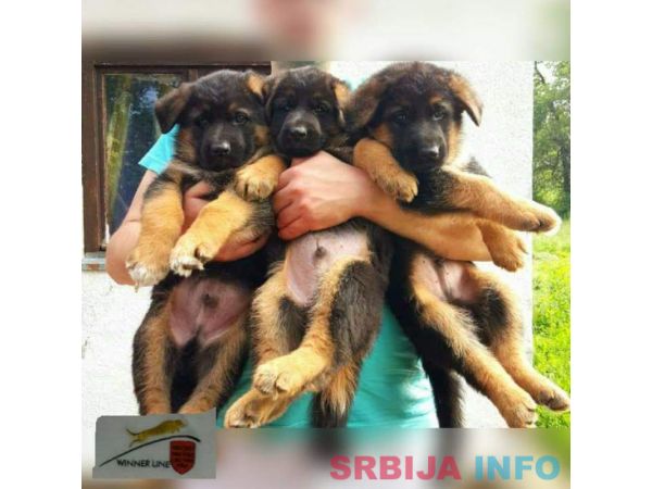 Nemački ovčar &scaron;tenci