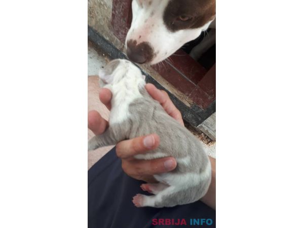 Pitbull &scaron;tenci
