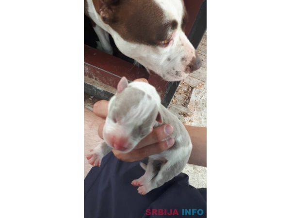Pitbull &scaron;tenci