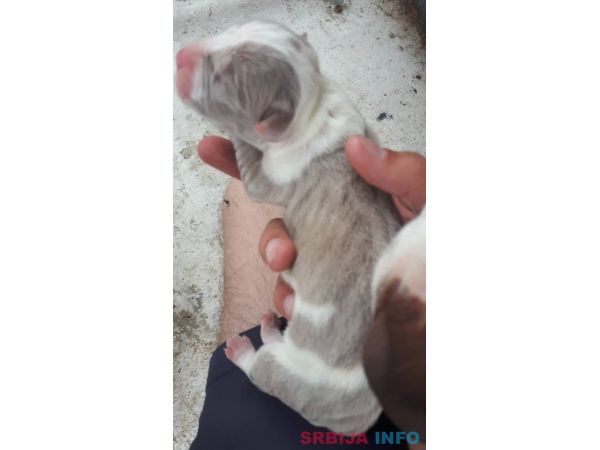 Pitbull &scaron;tenci