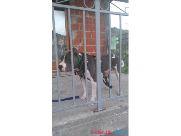 Pitbull &scaron;tenci